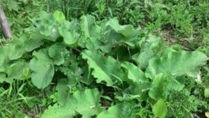 Burdock