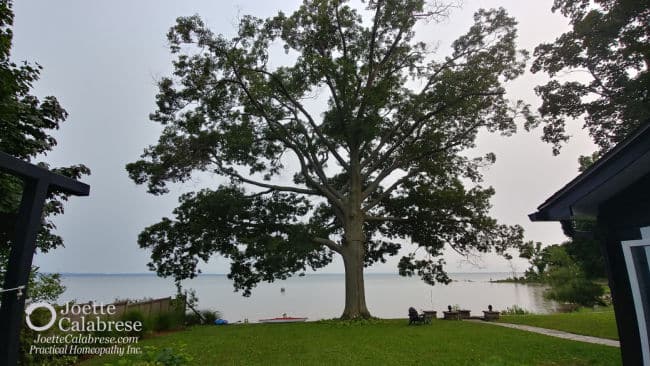 Joette Calabrese, Practical Homeopathy®, Homeopathy for Plants :Oak tree Before