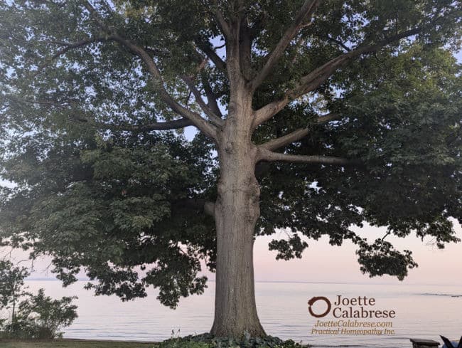 Joette Calabrese, Practical Homeopathy® Homeopathy for Plants: Oak tree After