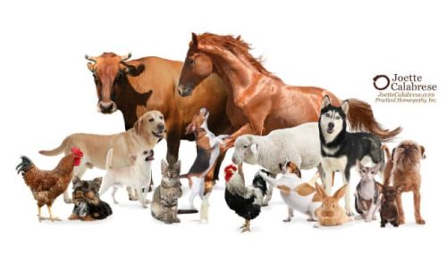 Joette Calabrese, Practical Homeopathy®